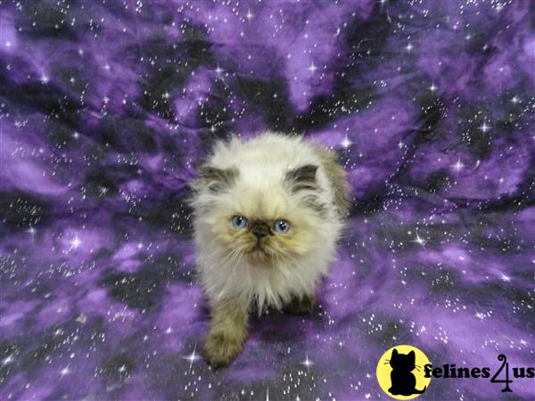Himalayan Kittens