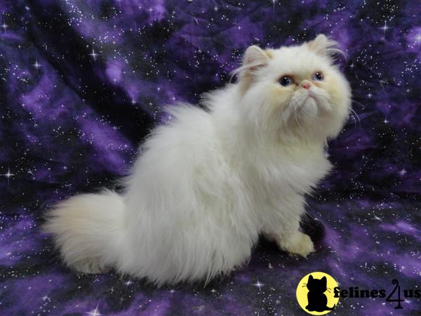 Himalayan Kittens