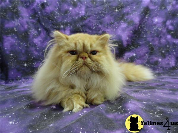 Cats for Sale
