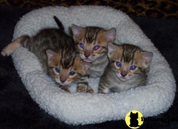 Bengal Kittens in Kansas