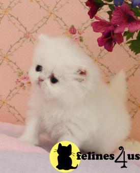 Kittens for Sale in Kentucky