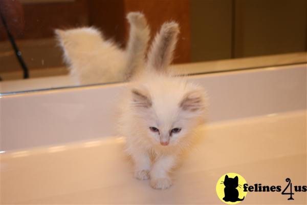 Kittens for Sale in Georgia