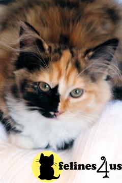 Ragdoll Kittens