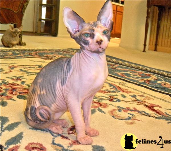 DAYTON, TX USA, Sphynx Kittens