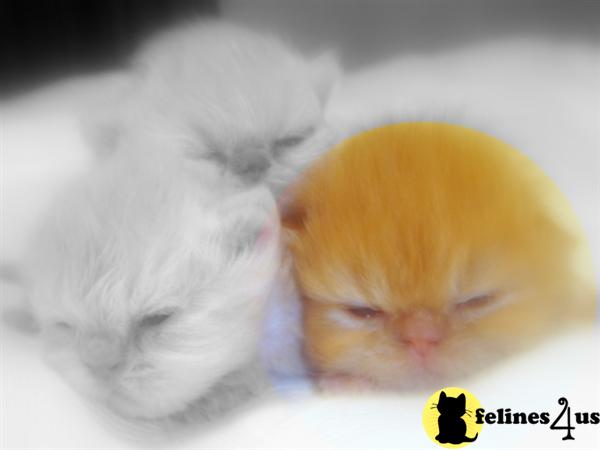 Persian Kittens in Missouri