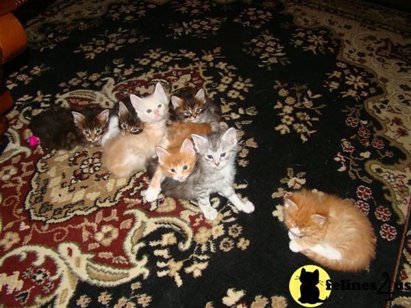 Maine Coon Kittens