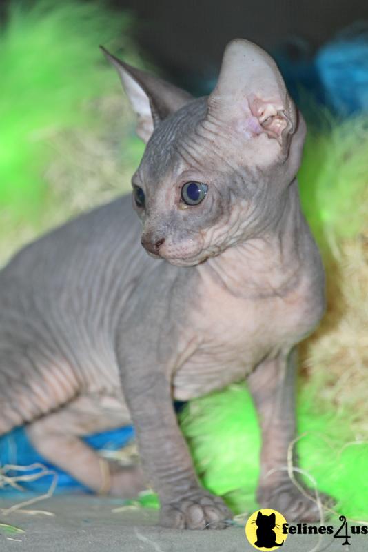 TAMPA, FL USA, Sphynx Kittens