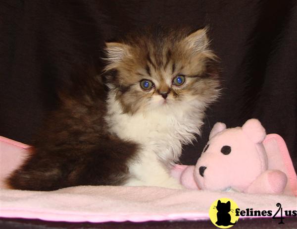 Kittens for Sale in Illinois