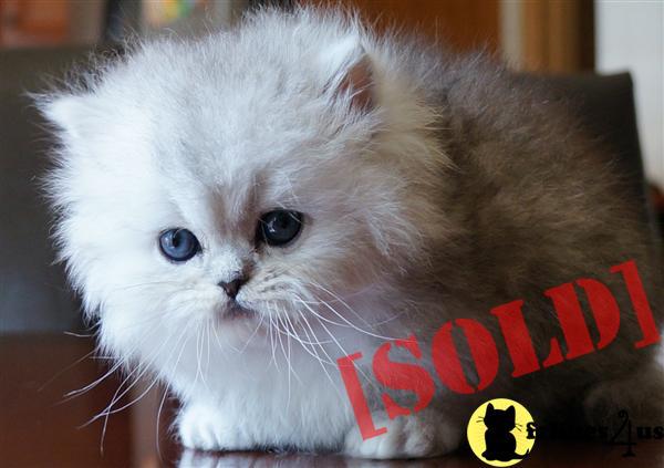 Silver Tabby Persian Kitten Po