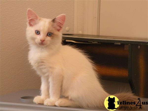 Kittens for Sale in Georgia