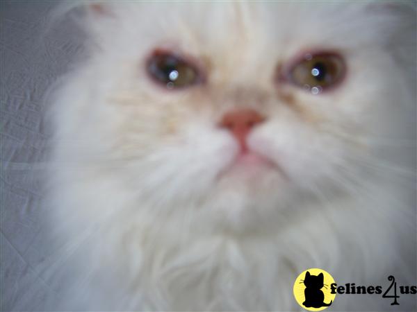 Persian Kittens