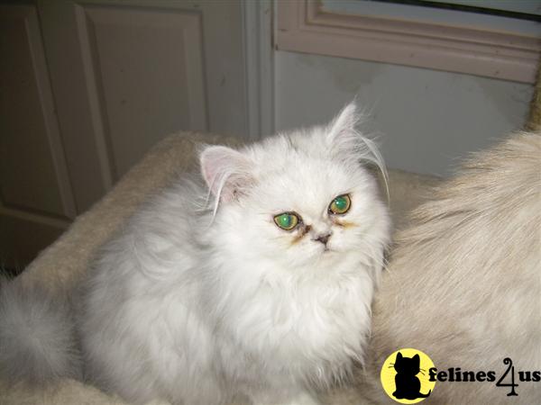 Cats for Sale