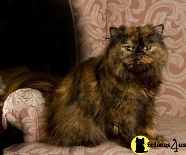 Cats for Sale