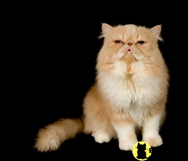 Cats for Sale