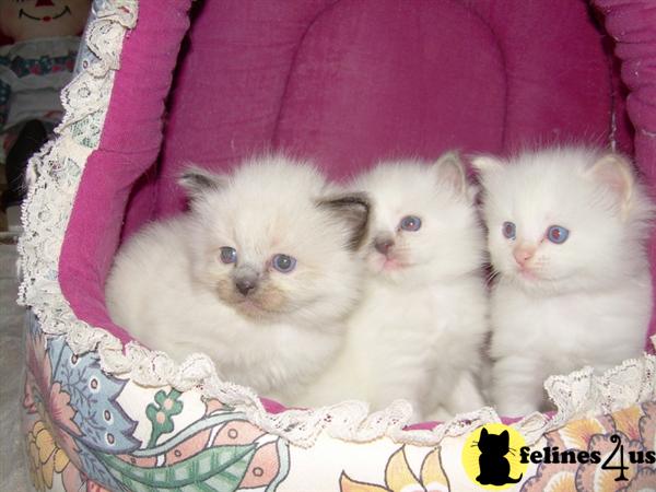 Ragdoll Kittens