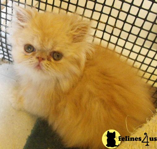 Persian Kittens