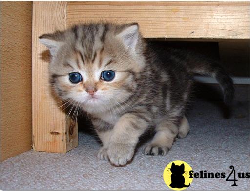 Exotic Shorthair Kittens
