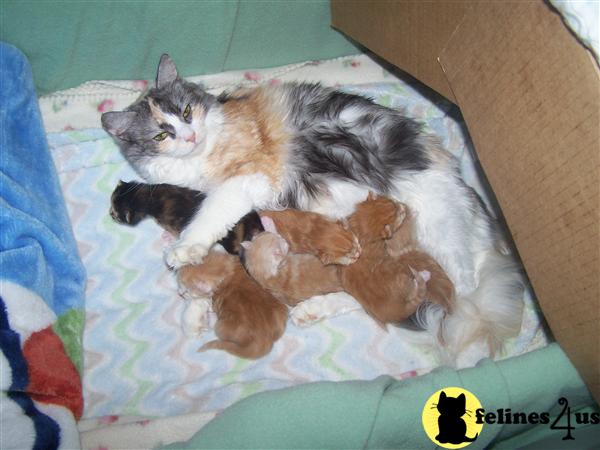 Maine Coon Kittens