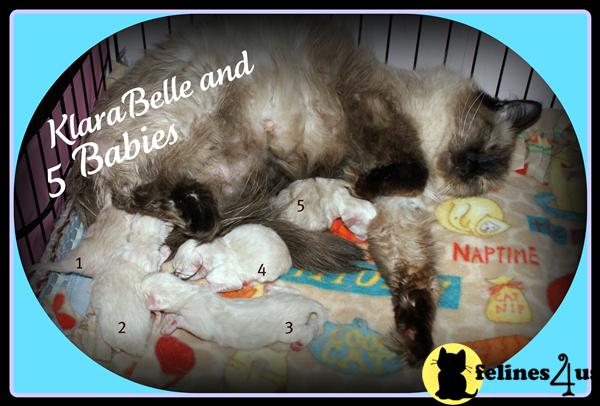 Ragdoll Kittens