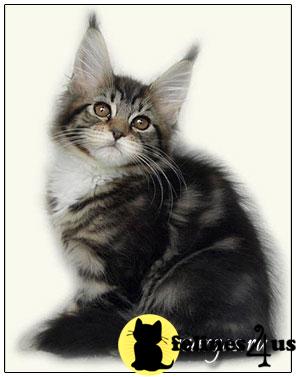 Maine Coon Kittens