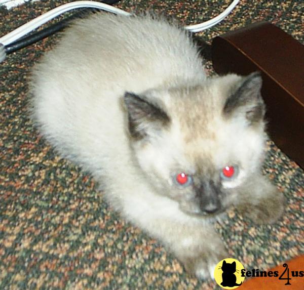 Siamese Kittens