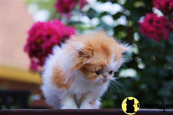 Grandchampion Sired Paragons Enferno-Extreme faced Red tabby Male 