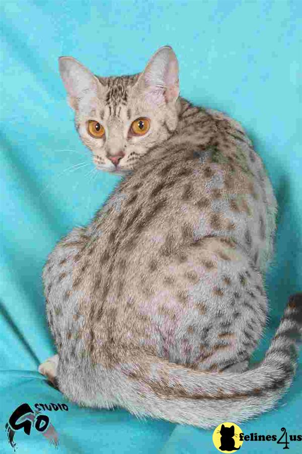 Ocicat kittens for sale