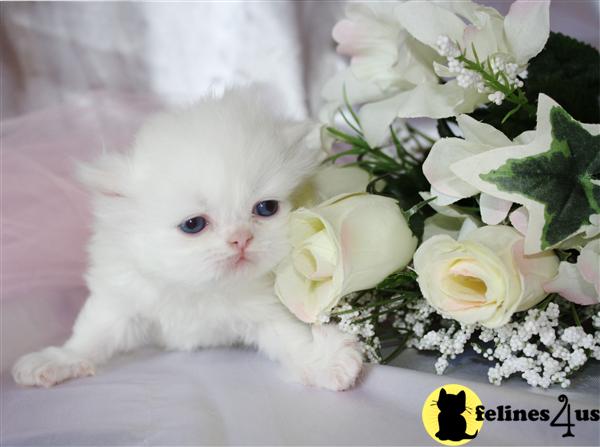 Kittens for Sale in Tennessee