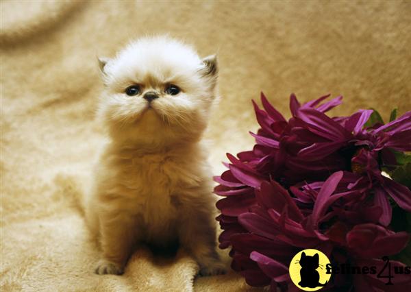 Kittens for Sale in Tennessee