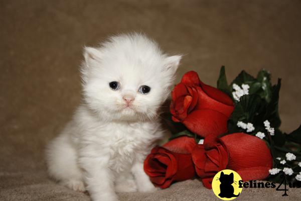 Kittens for Sale in Tennessee