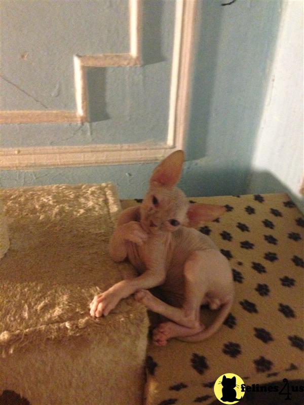 Sphynx Kittens in New York