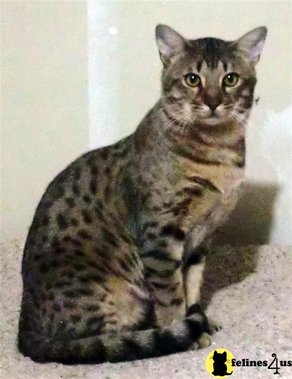 Cats for Sale
