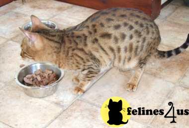 Kittens for Sale in Nebraska