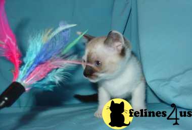Kittens for Sale in Nebraska