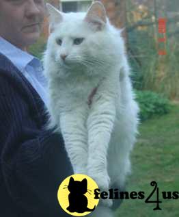 Kittens for Sale in Nebraska
