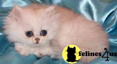 Kittens for Sale in Nebraska
