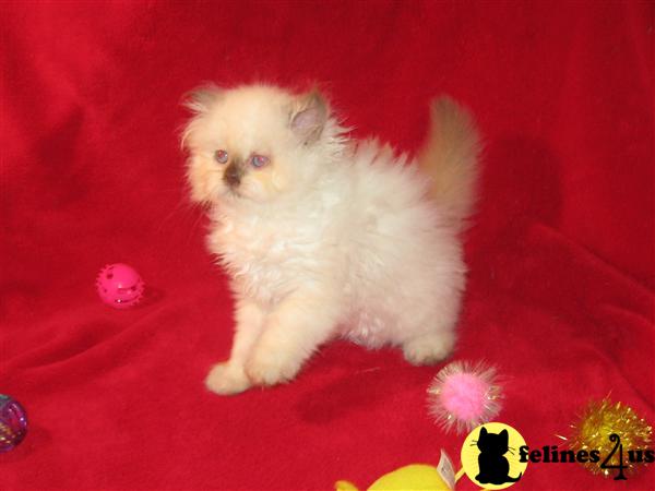 Kittens for Sale in Pennsylvania