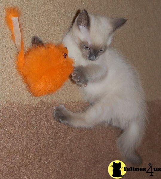 Munchkin Kittens