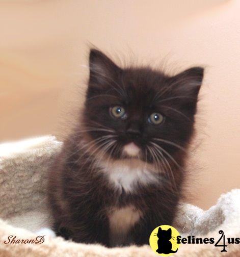 Kittens for Sale in Georgia