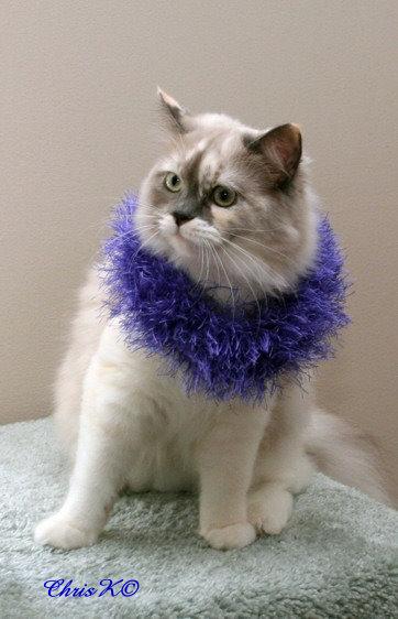 Cat Photo Contest