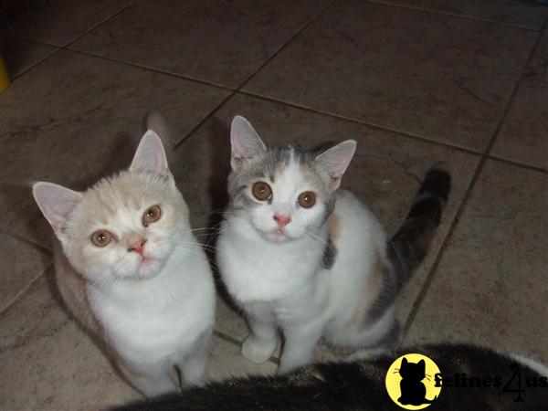 Kittens for Sale in Texas