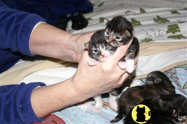 Kittens for Sale in New York