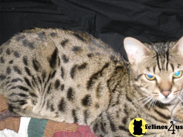 Bengal Kittens in Michigan
