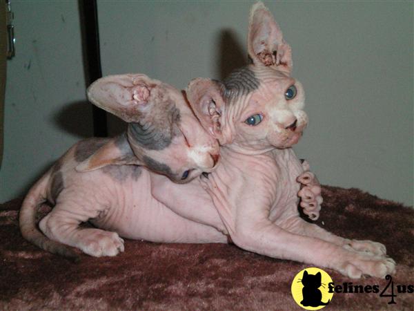 Kittens for Sale in Florida