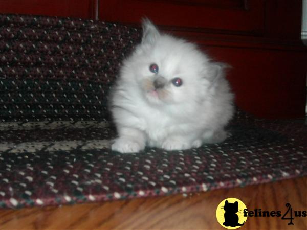 Ragdoll Kittens