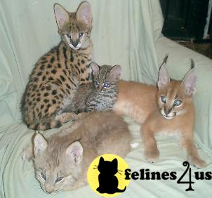 Savannah Kittens
