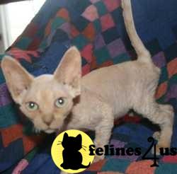 Hypoallergenic Cats