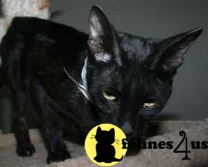 Straight coat Peterbald