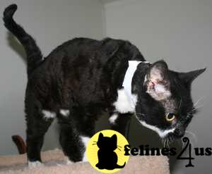 Cats for Sale