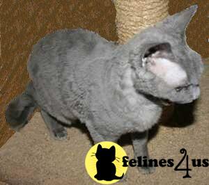 Cats for Sale